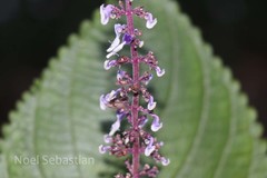 Plectranthus malabaricus